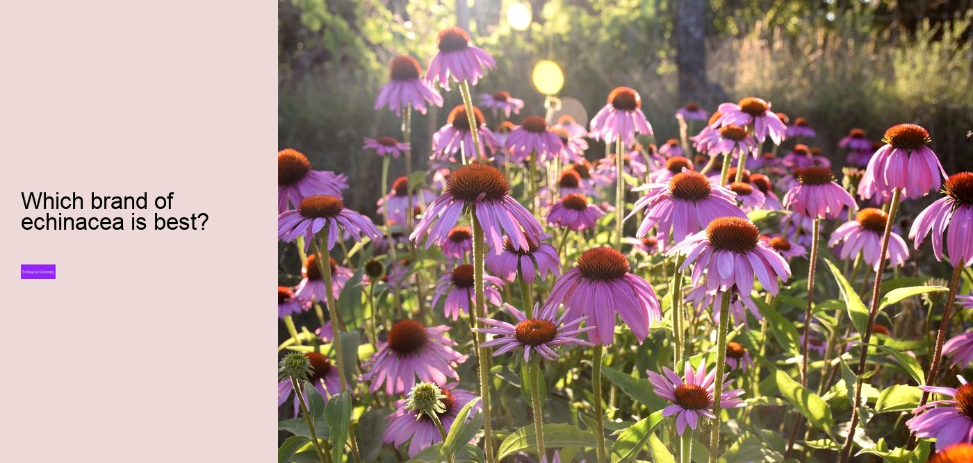 Why is echinacea so expensive?