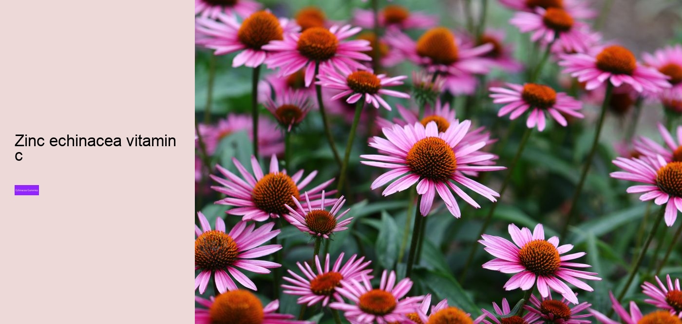 Does echinacea work immediately?